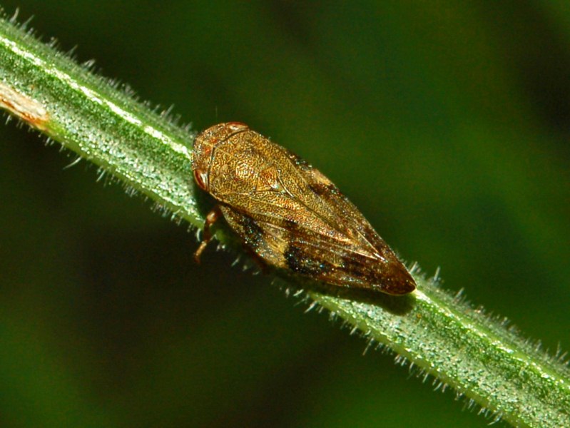 Aphrophora alni